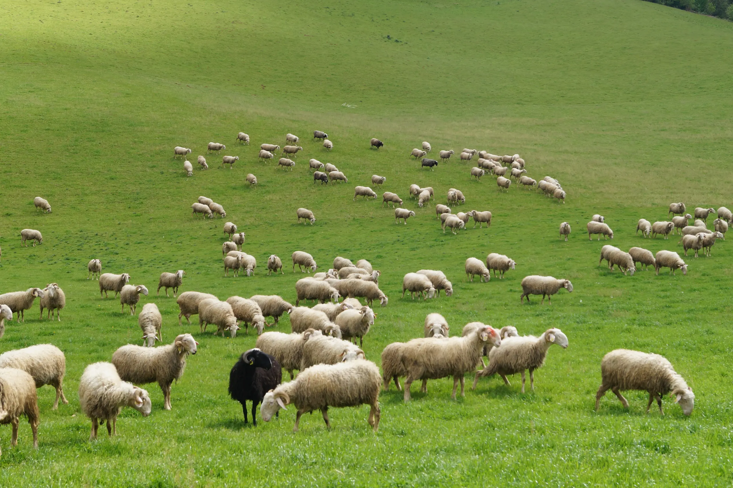 Brebis dans un champ au pied des montagnes.