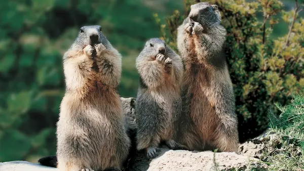 Parc Animalier des Pyrénées.