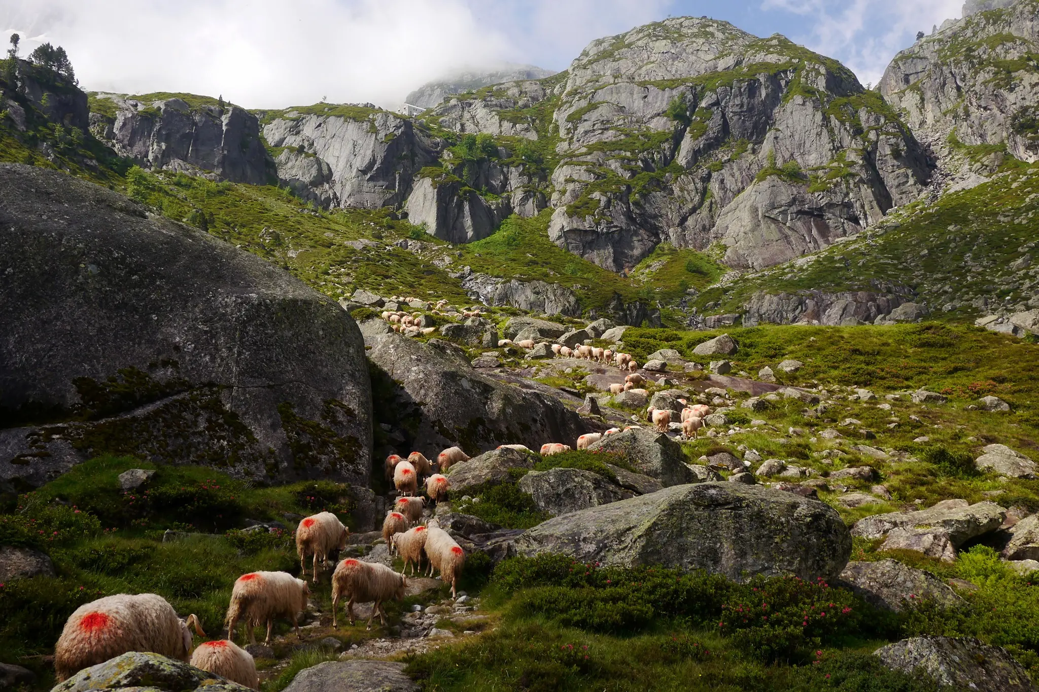 Brebis en transhumance dans les montagnes.