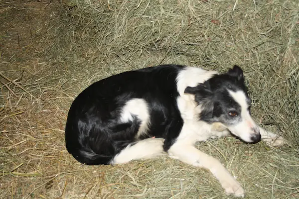 Chien de la ferme Lapine : Dolly