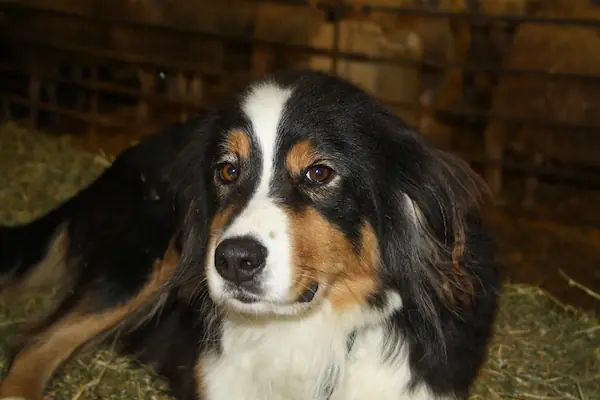 Chien de la ferme Lapine : Woody