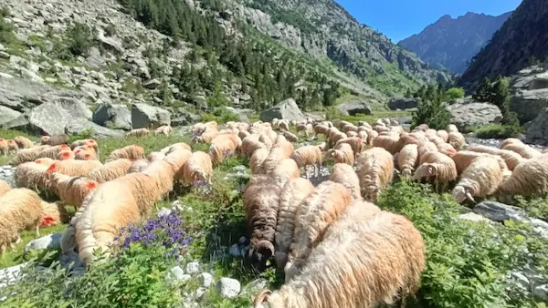 Brebis broutant l'herbe.