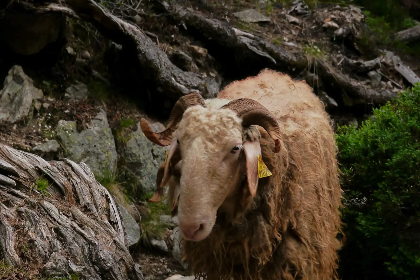 Une brebis lors de la transhumance.