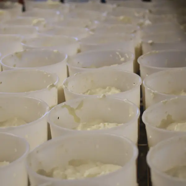 Fabrication de crottins : 1.