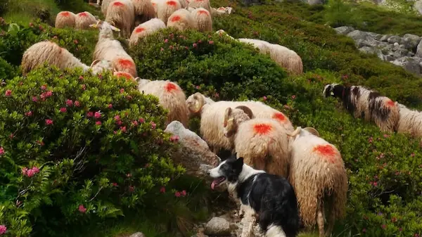 Troupeau en estives.