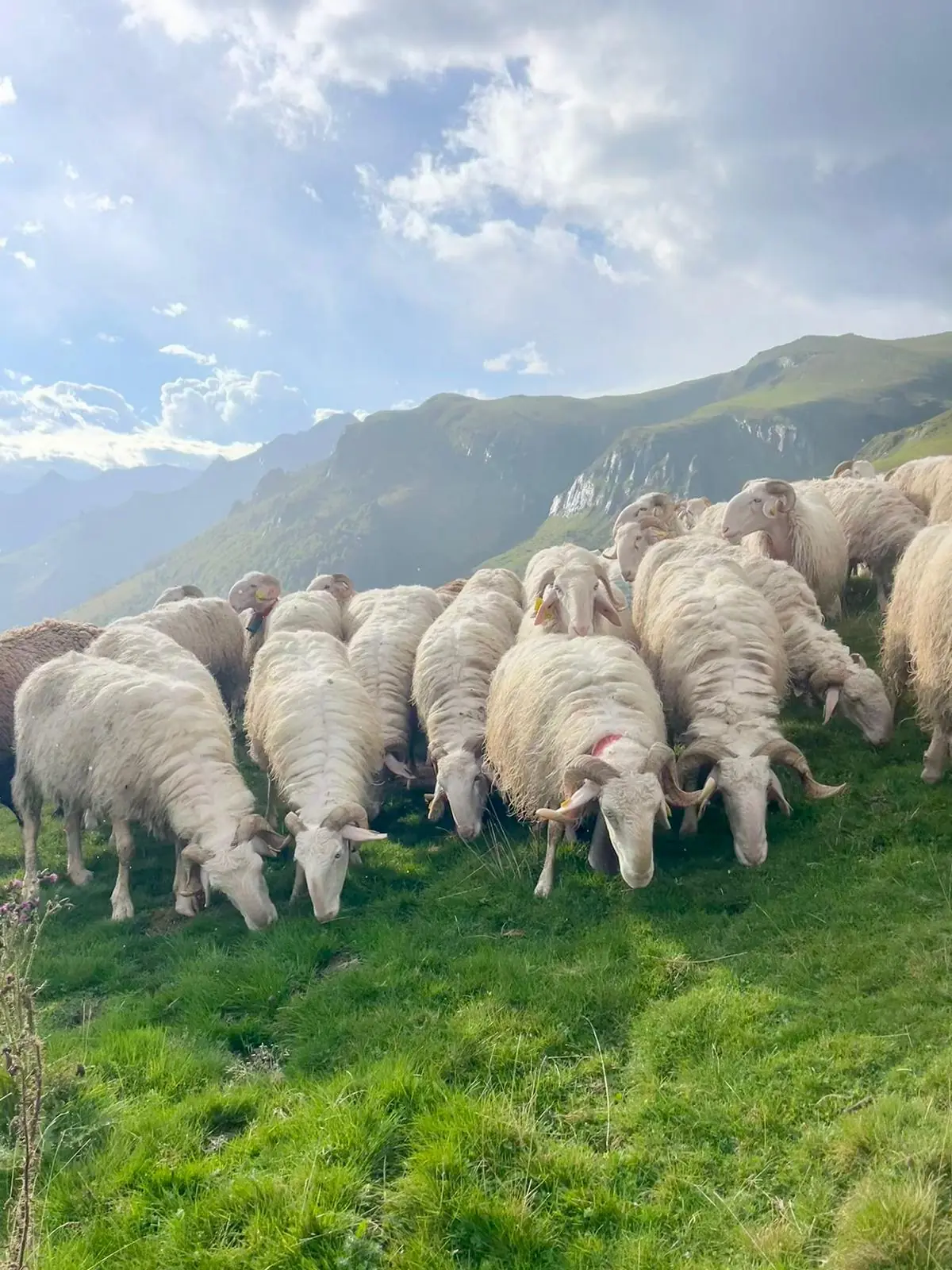 Un troupeau de brebis pâture au sommet de la montagne.